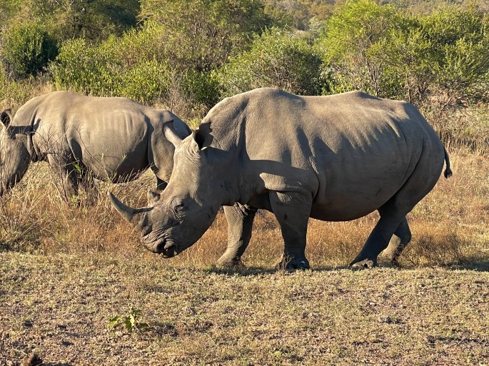 Rhino at Dinokeng Game Reserve